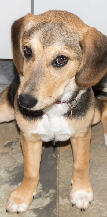 Beagle X pup