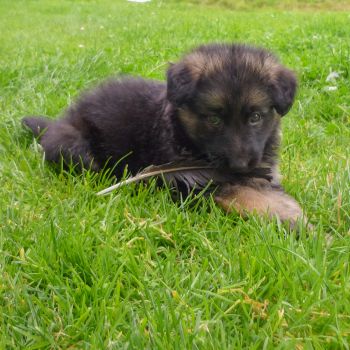 GSD pup with feather