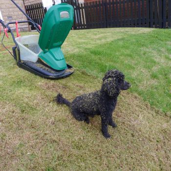 Grass covered Poodle