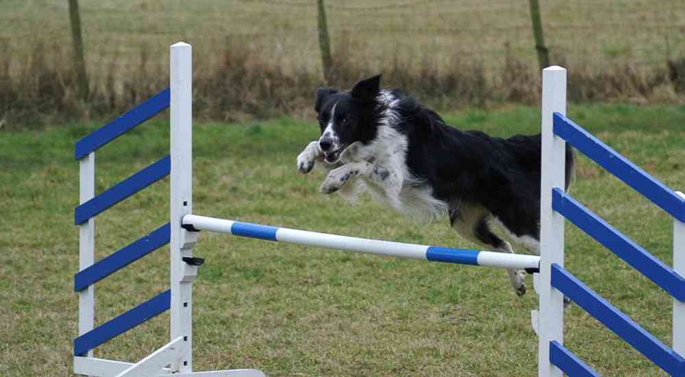 015Collie_jumping